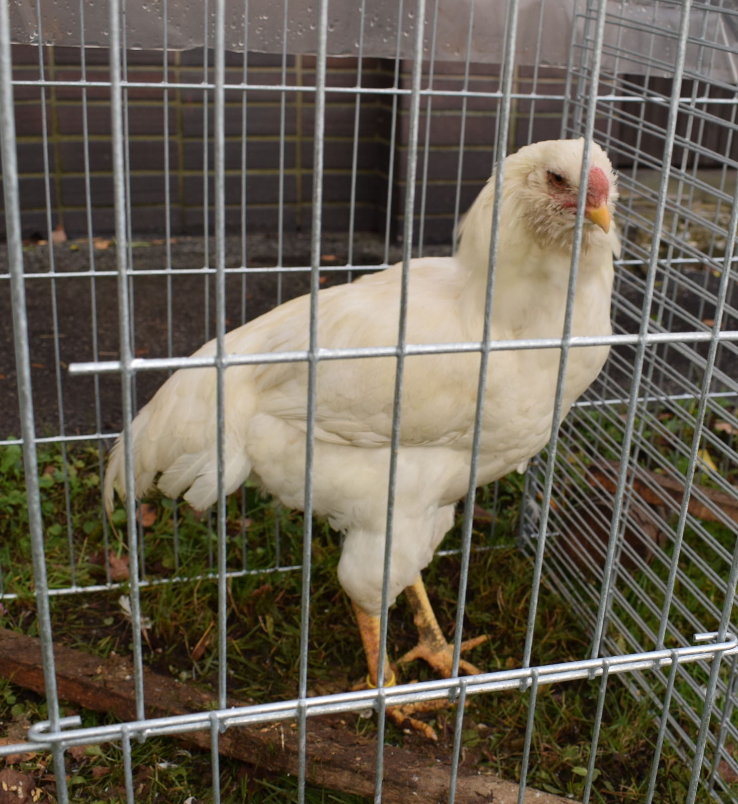 Orlovka biela kohút