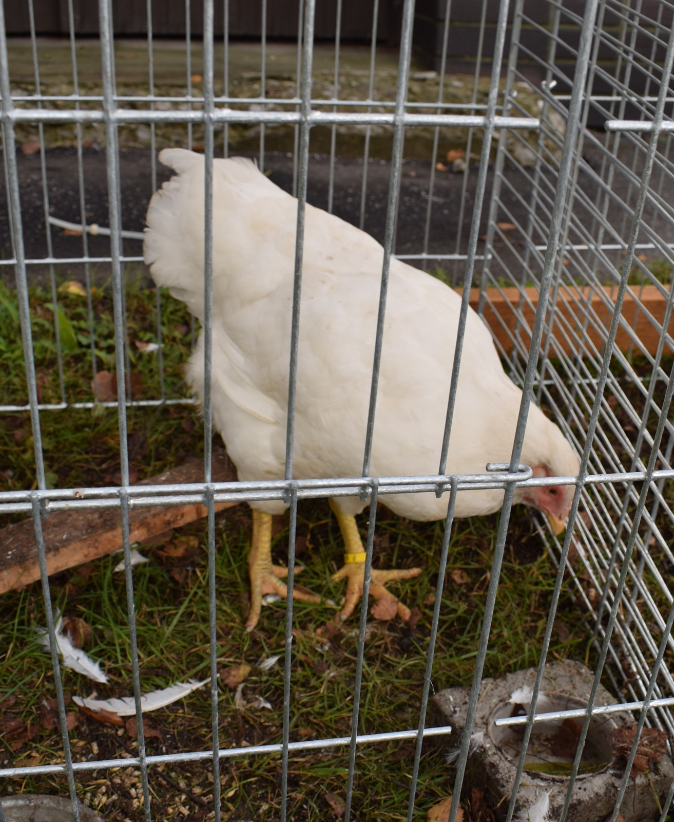 Plymutka biela