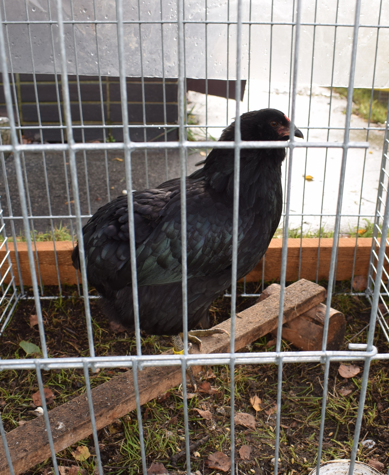 Araukana čierna