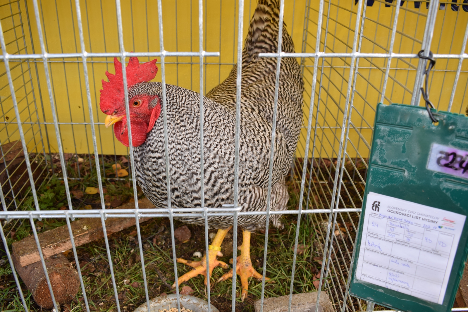 Amrokska krahulcová kohút
