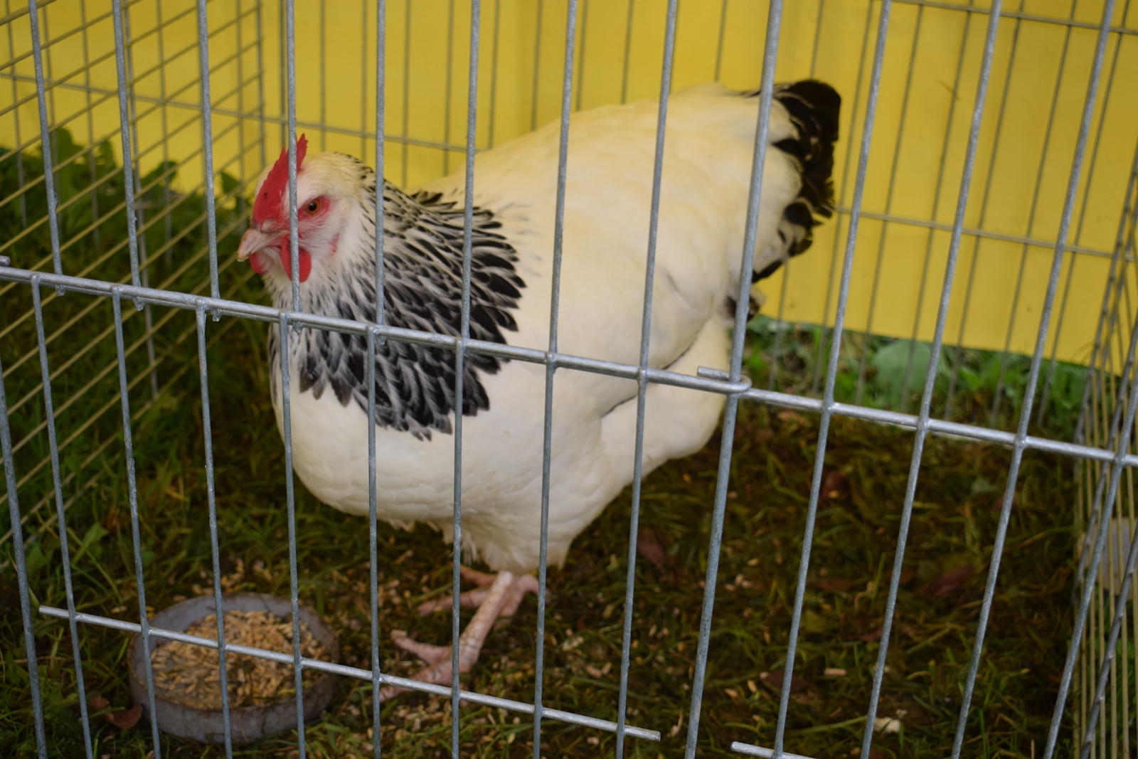 Sasexka bielo čierna kolumbia 