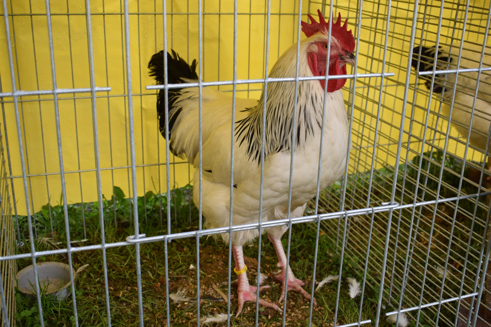 Sasexka bielo čierna kolumbia kohút