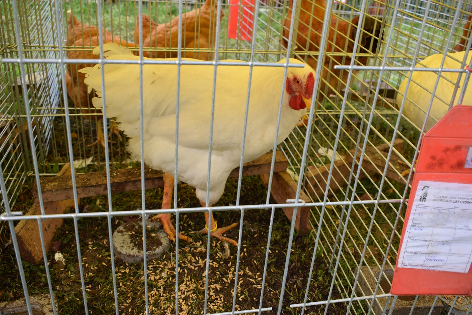 Oravka biela kohút