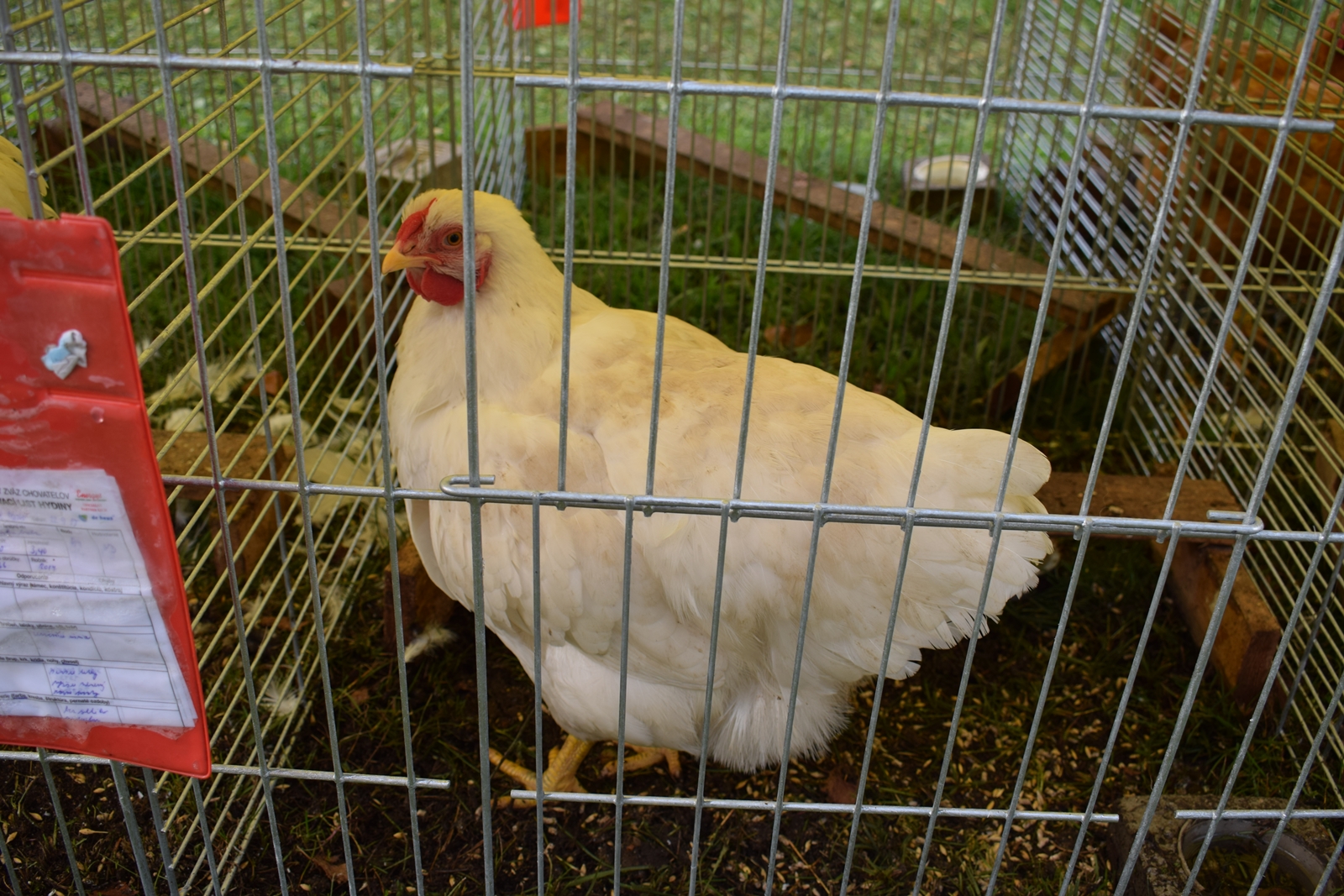 Oravka biela